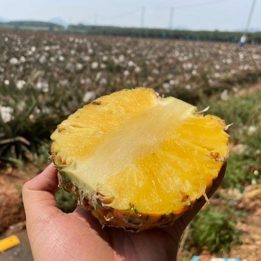 海南芒果凤梨  一果两味  拥有芒果香气的凤梨  无需挖眼浸泡  更香更甜更好吃 商品图2