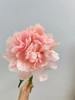 【夏威夷珊瑚芍药.第二件减10元】5支/份  长约40-45cm 商品缩略图7