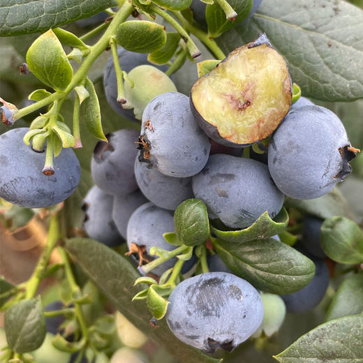 花香蓝莓盒装 200g/盒（大果，出口品质） 商品图2