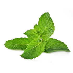 有机薄荷 Organic Mint 20g