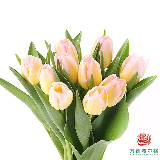 【进口郁金香】 超模（粉色单瓣）10枝/扎（长度：35cm） 商品图0