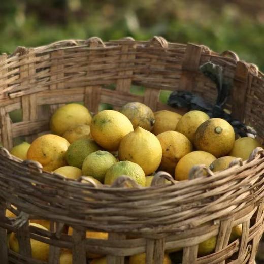 合作产品 / 柠檬干片茶 （农场发货，中通包邮） 商品图6