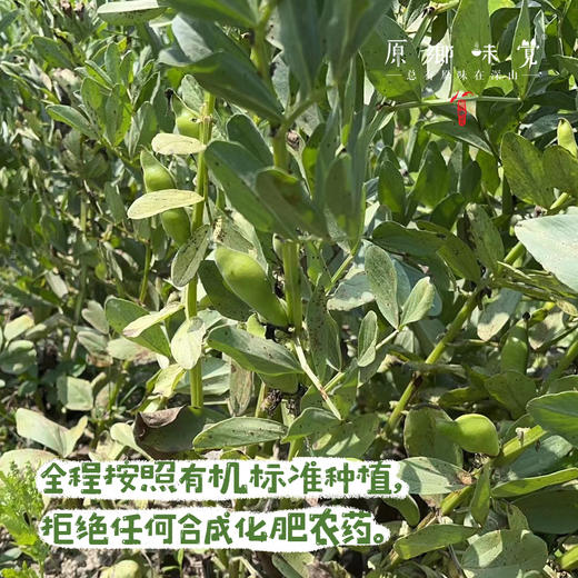 【排单发货】生态带皮蚕豆/胡豆（农场直发-顺丰包邮）｜3斤/5斤装，成都郫都区基地，【原乡农场，自产自销】 商品图1