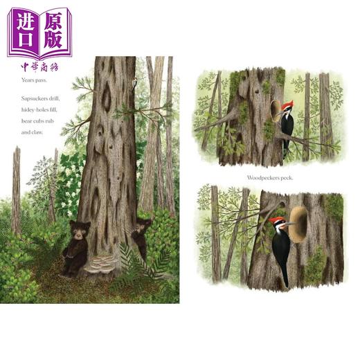 预售 【中商原版】当一棵树倒下时 When a Tree Falls 英文原版 儿童科普知识绘本 探索自然图画书读物 进口童书 精装 6岁以上 商品图4