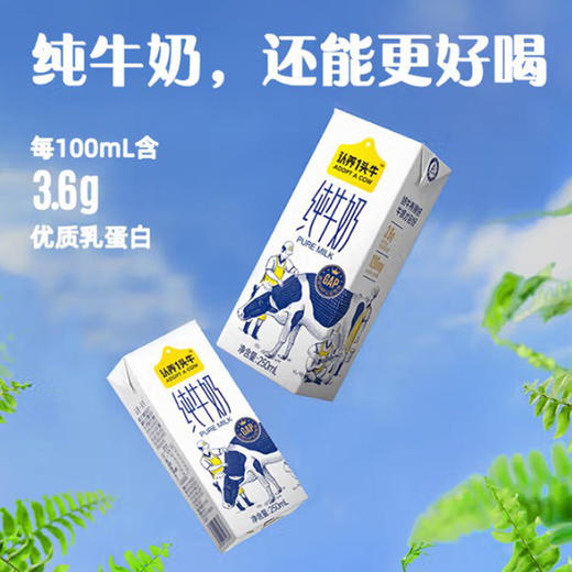 认养一头牛3.6g蛋白纯奶250ml*12盒 商品图1