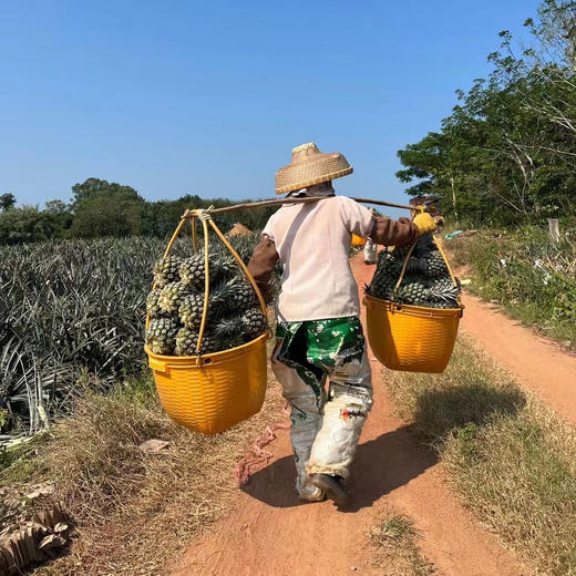 海南手撕凤梨 | 自然成熟，汁水饱满，相比其他凤梨来说甜度要好，比较稀有 商品图6