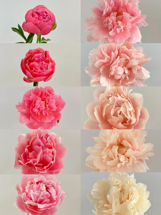 【夏威夷珊瑚芍药.第二件减10元】5支/份  长约40-45cm 商品图2