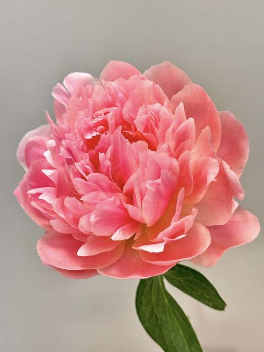 【夏威夷珊瑚芍药.第二件减10元】5支/份  长约40-45cm 商品图4