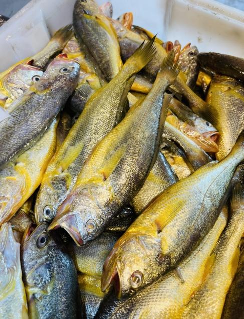 & 海里的“黄金鱼”黄花鱼🐟，超鲜嫩口感，最佳人气海鱼！活冻 商品图3