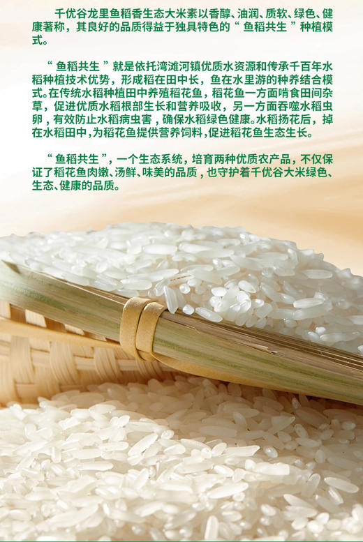 贵州黔南龙里县千优谷龙里鱼稻香生态大米 5KG/袋 商品图2