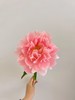 【夏威夷珊瑚芍药.第二件减10元】5支/份  长约40-45cm 商品缩略图6