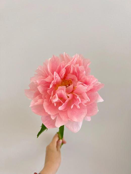 【夏威夷珊瑚芍药.第二件减10元】5支/份  长约40-45cm 商品图6
