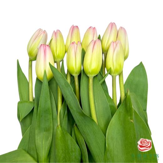 【进口郁金香】 超模（粉色单瓣）10枝/扎（长度：35cm） 商品图1