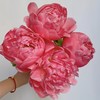 【夏威夷珊瑚芍药.第二件减10元】5支/份  长约40-45cm 商品缩略图0