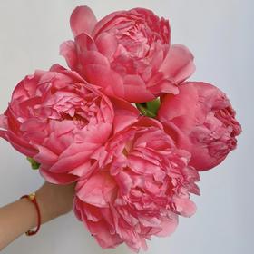 【夏威夷珊瑚芍药.第二件减10元】5支/份  长约40-45cm