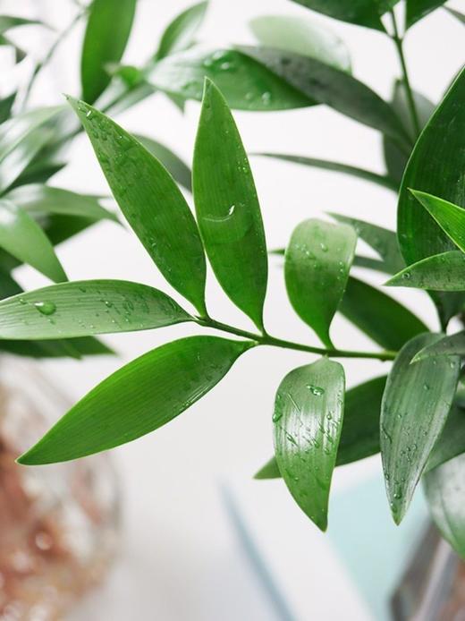 【驱蚊清香竹柏盆栽】10枝💰19.9元再送钻石瓶！基地直发！可水培｜可土培！大棵更驱蚊！单颗最高约30cm‼️天然“蚊香”！ 商品图4