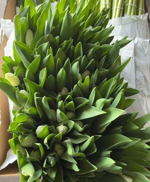 进口郁金香·维珍（30克） 商品图2