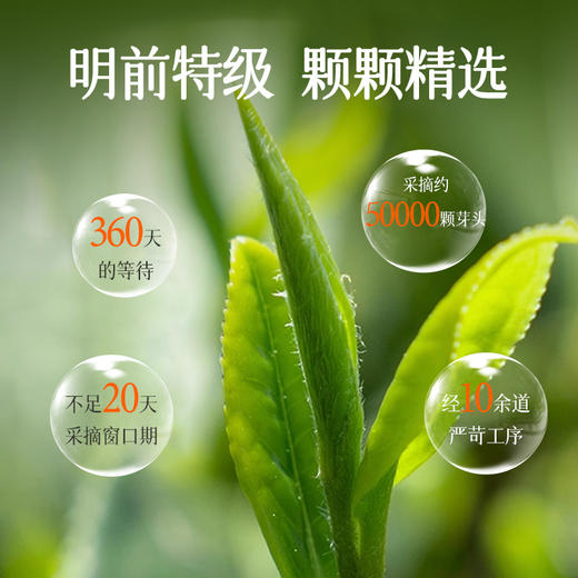 茶马世家丨品味春光 明前特级龙井 绿茶 礼盒装200g（100g*2罐） 商品图4