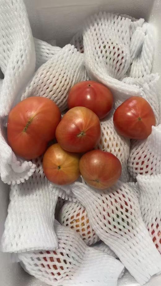 自种番茄5斤装 商品图3