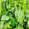 本地红薯叶 500g 商品缩略图0