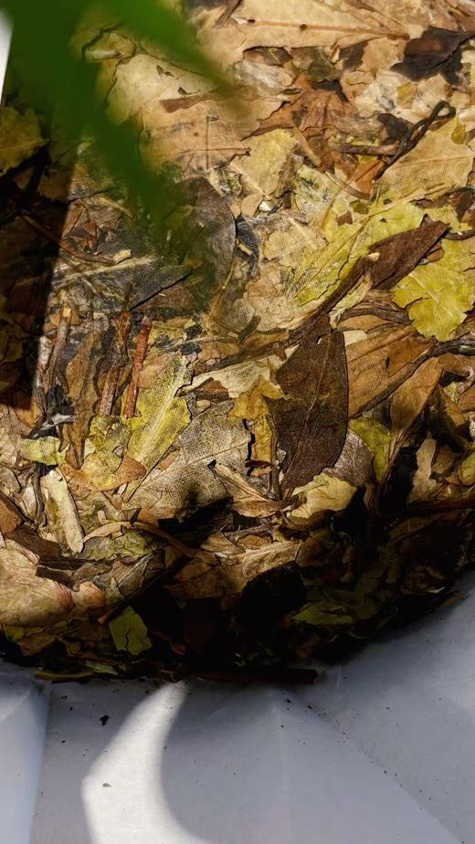 【2023年九鲤寺寿眉】喝起来茶汤又甜又细又柔 特价结缘 商品图3