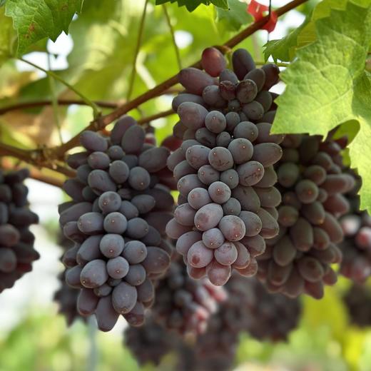 【顺丰包邮】新品尝鲜2斤礼盒69诸小沃紫罗兰·无籽提无核茉莉香葡萄行走的香水炸弹皮薄肉嫩甜而多汁顺丰基地直邮 商品图1