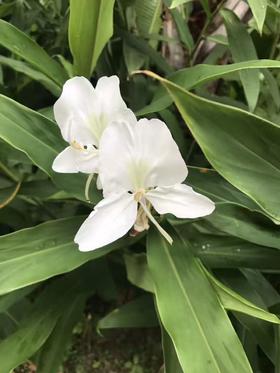  野姜花精油：东方香韵中的天然疗愈力量 