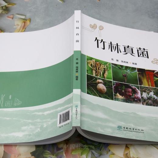 竹林真菌 &2911 商品图3