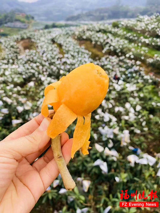 助农项目·一级果⼀都枇杷5斤仅售89元 商品图1