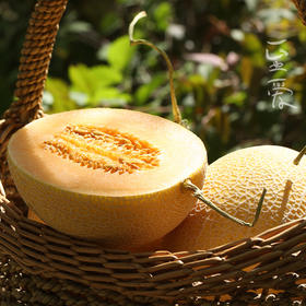 新疆至爱哈密瓜  脆甜多汁  国货之光 颜值担当  哈密瓜 绿色食品认证