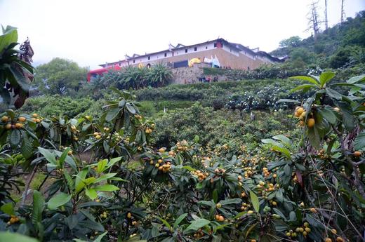 助农项目·一级果⼀都枇杷5斤仅售89元 商品图5