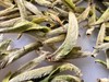 2025春 老树银针 甜度高滋味足  福鼎白茶 商品缩略图2