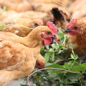 大川未打鸣的小公鸡仔1只/2只（单只净重1~1.1斤左右 、宰杀洗净，不剁块）当日发货