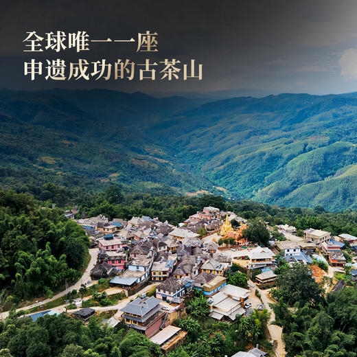 【景迈】景迈山全球唯一一座申遗成功的古茶山，普洱香妃 王者之香 今年福利升级为357克茶饼！5饼/提 商品图5