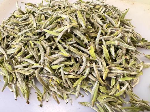 2025春 极枞·初芽 米芽级 白毫银针 福鼎白茶  250克起 商品图1