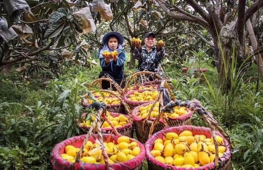 助农项目·一级果⼀都枇杷5斤仅售89元 商品图4