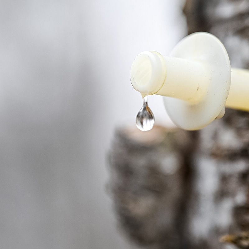 嘉桦浓缩桦树汁 滴滴珍贵