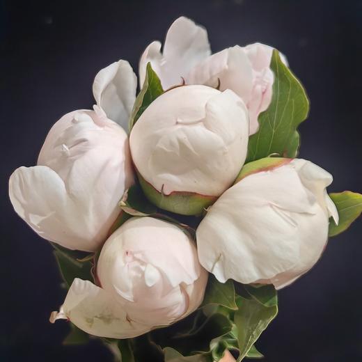 精品花材嘉年华芍药5支 商品图9