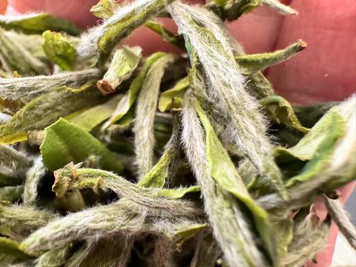 2025春 天工·荒小白  树龄50-60年  尴尬的茶 优美的价  250克起 福鼎白茶 商品图1