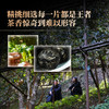 【2025年春茶预售】【蛇首—老班章单株】原料选自老班章7号茶农黄自美家800年古树单株，精挑细选 每一片都是王者！600克/罐 商品缩略图3