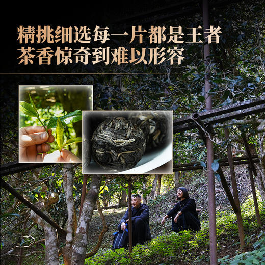 【2025年春茶预售】【蛇首—老班章单株】原料选自老班章7号茶农黄自美家800年古树单株，精挑细选 每一片都是王者！600克/罐 商品图3
