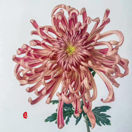 热卖国产维也纳菊5支 商品图2