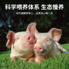 【锁鲜装】精修带皮夹心肉400g/盒 商品缩略图5