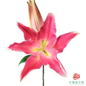 百合-曼德拉 5枝1扎