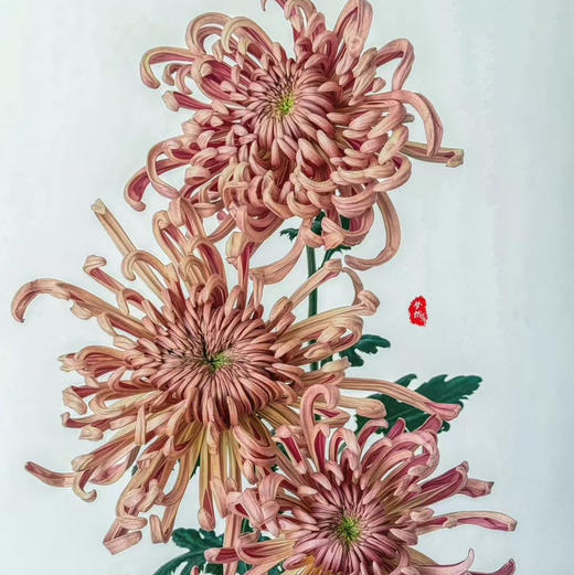 热卖国产维也纳菊5支 商品图1