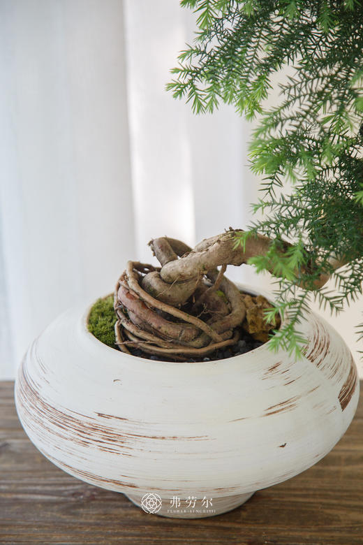 澳洲松 商品图2