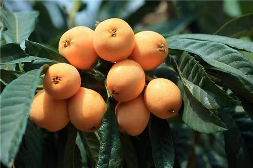 助农项目·一级果⼀都枇杷5斤仅售89元 商品图2