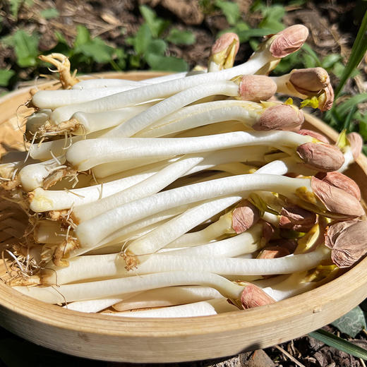 密云新鲜花生芽 400g  甜脆爽口 可爆炒涮火锅 花生苗长寿菜 特色水培蔬菜 商品图1