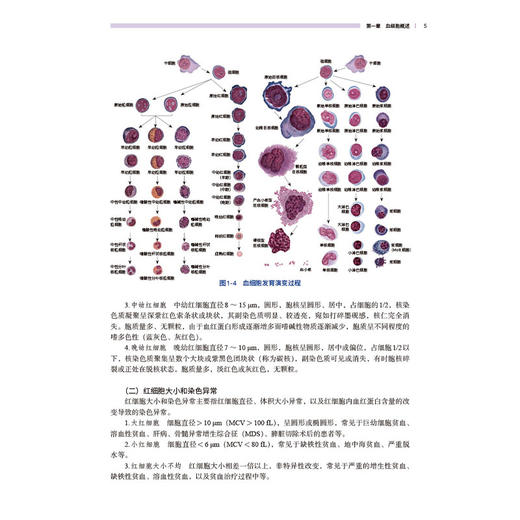 血细胞形态学案例分析 关明主编 本书系血细胞形态学参考书 内容包括血细胞概述及红细胞 白细胞和血小板相关案例86例 科学出版社 商品图4