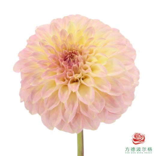 大丽花-酷拉贝儿.杰西 商品图1